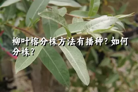 柳叶榕分株方法有播种？如何分株？