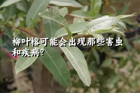 柳叶榕可能会出现那些害虫和疾病？