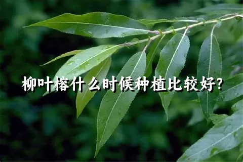 柳叶榕什么时候种植比较好？