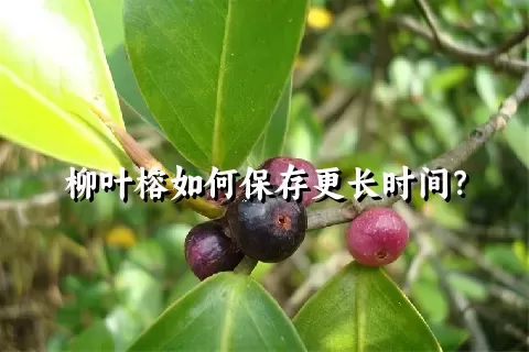 柳叶榕如何保存更长时间？