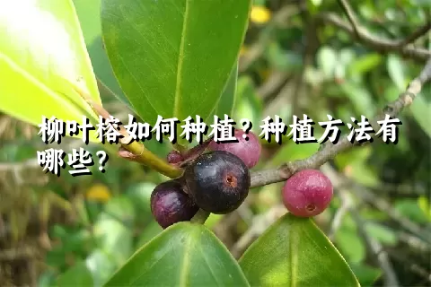 柳叶榕如何种植？种植方法有哪些？