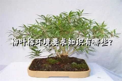 柳叶榕环境要求知识有哪些？