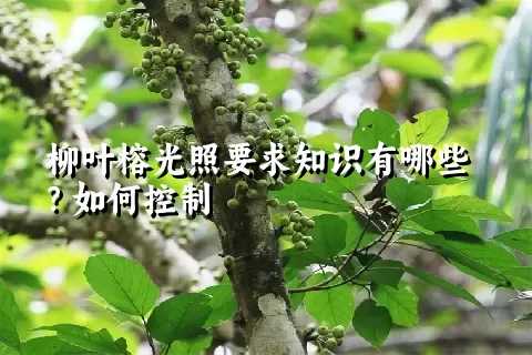 柳叶榕光照要求知识有哪些？如何控制