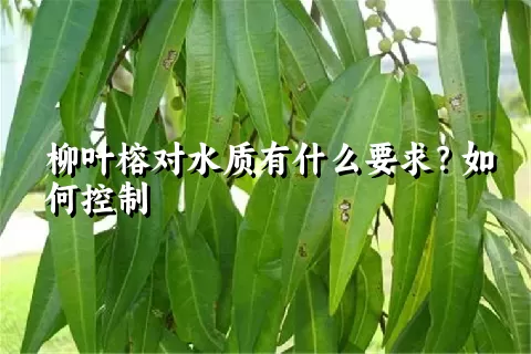 柳叶榕对水质有什么要求？如何控制