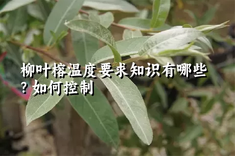 柳叶榕温度要求知识有哪些？如何控制