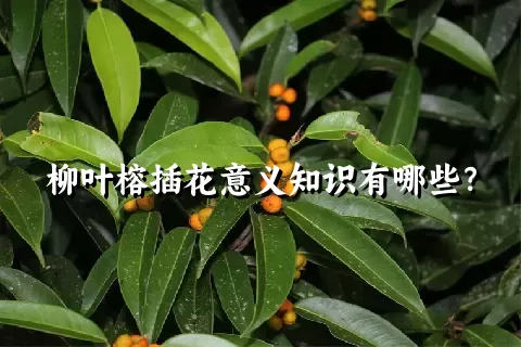 柳叶榕插花意义知识有哪些？