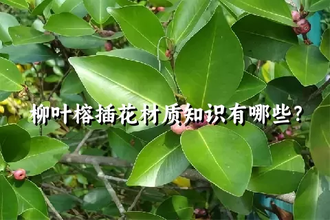 柳叶榕插花材质知识有哪些？