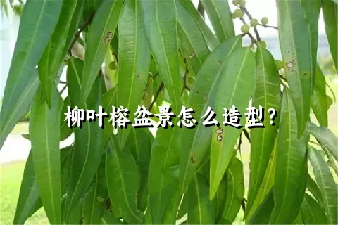 柳叶榕盆景怎么造型？