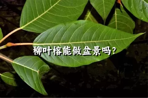 柳叶榕能做盆景吗？