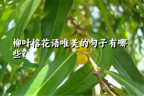 柳叶榕花语唯美的句子有哪些？