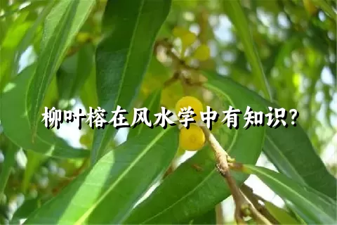 柳叶榕在风水学中有知识？