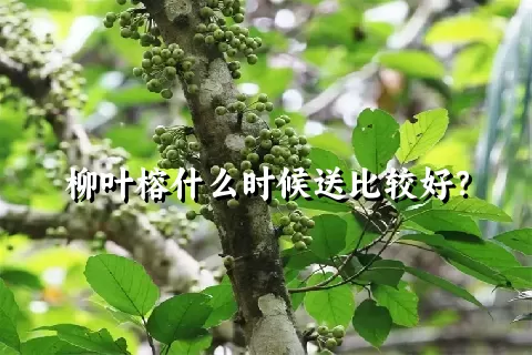 柳叶榕什么时候送比较好？