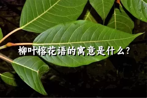 柳叶榕花语的寓意是什么？