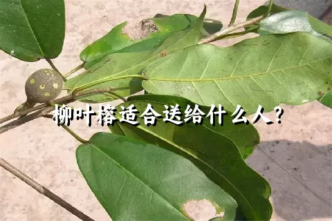 柳叶榕适合送给什么人？