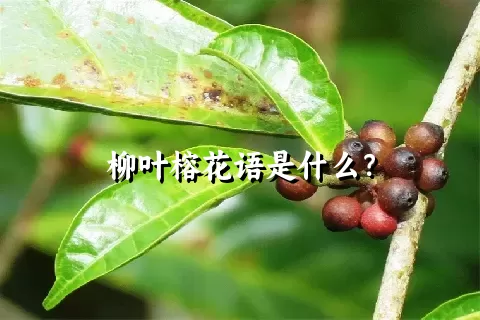 柳叶榕花语是什么？