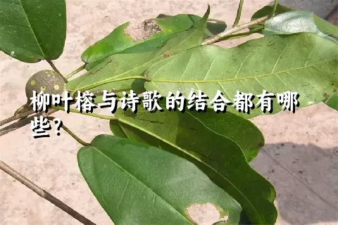 柳叶榕与诗歌的结合都有哪些？