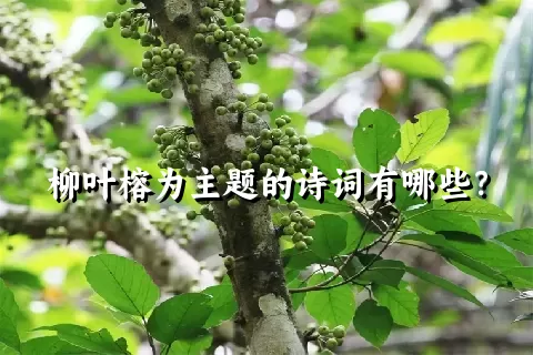 柳叶榕为主题的诗词有哪些？