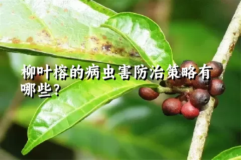 柳叶榕的病虫害防治策略有哪些？