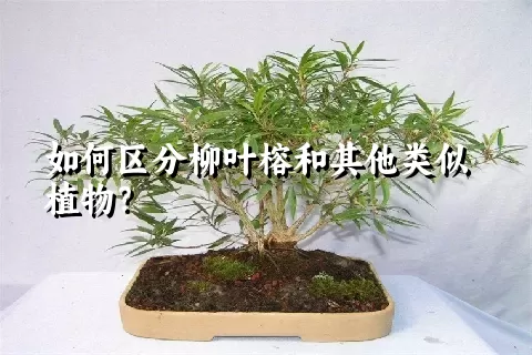 如何区分柳叶榕和其他类似植物？