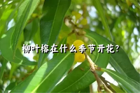 柳叶榕在什么季节开花？