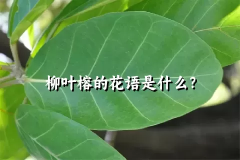 柳叶榕的花语是什么？