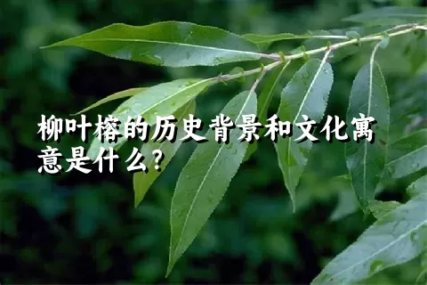 柳叶榕的历史背景和文化寓意是什么？