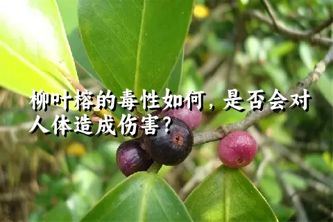 柳叶榕的毒性如何，是否会对人体造成伤害？