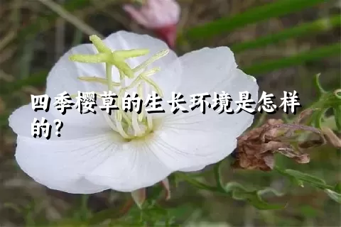 四季樱草的生长环境是怎样的？