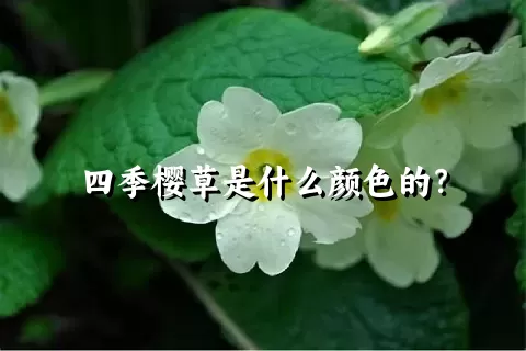 四季樱草是什么颜色的？