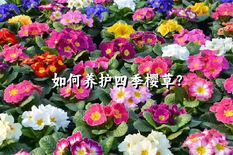 如何养护四季樱草？