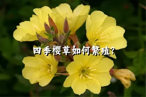 四季樱草如何繁殖？