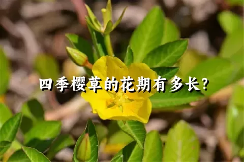 四季樱草的花期有多长？