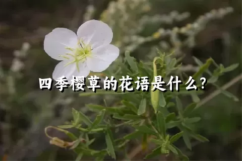 四季樱草的花语是什么？