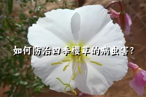 如何防治四季樱草的病虫害？