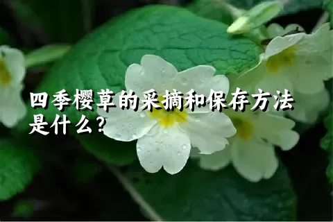 四季樱草的采摘和保存方法是什么？