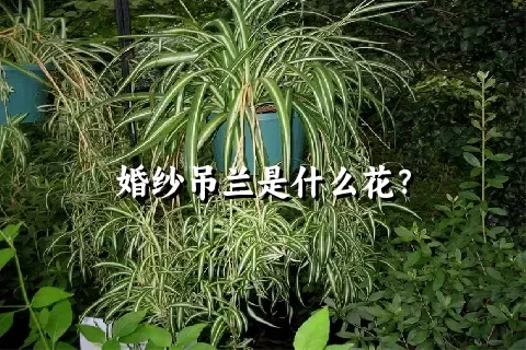 婚纱吊兰是什么花？