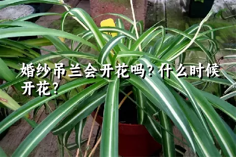 婚纱吊兰会开花吗？什么时候开花？