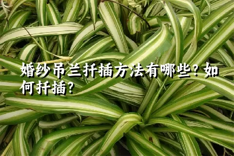 婚纱吊兰扦插方法有哪些？如何扦插？