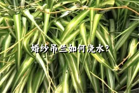 婚纱吊兰如何浇水？