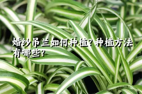 婚纱吊兰如何种植？种植方法有哪些？