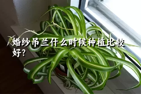 婚纱吊兰什么时候种植比较好？