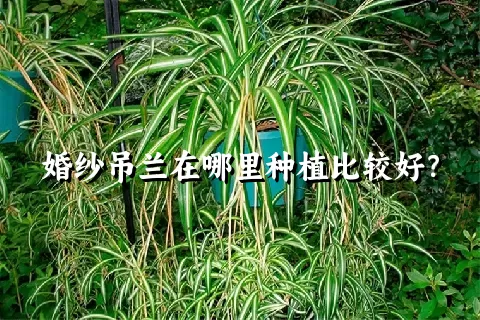 婚纱吊兰在哪里种植比较好？