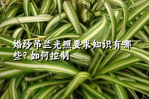 婚纱吊兰光照要求知识有哪些？如何控制