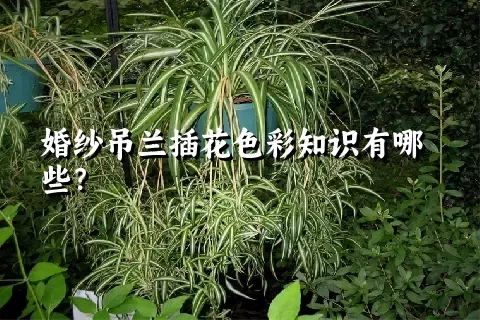 婚纱吊兰插花色彩知识有哪些？