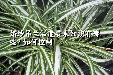 婚纱吊兰温度要求知识有哪些？如何控制