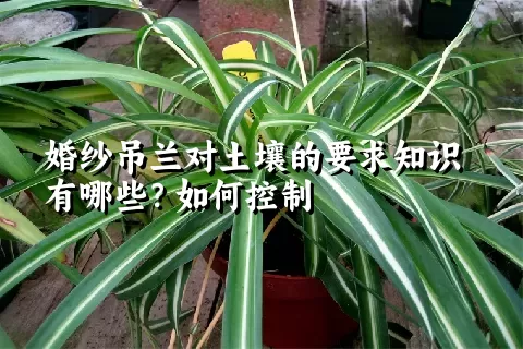 婚纱吊兰对土壤的要求知识有哪些？如何控制