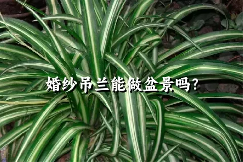 婚纱吊兰能做盆景吗？