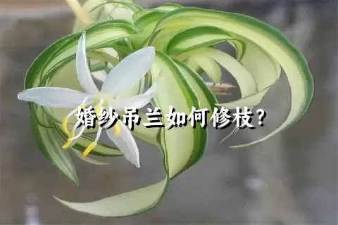 婚纱吊兰如何修枝？