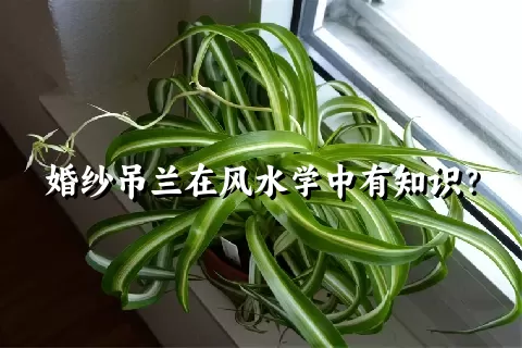 婚纱吊兰在风水学中有知识？