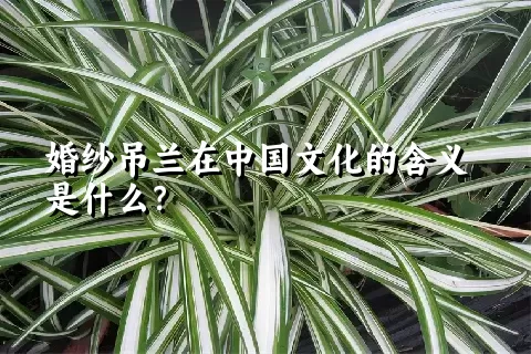 婚纱吊兰在中国文化的含义是什么？